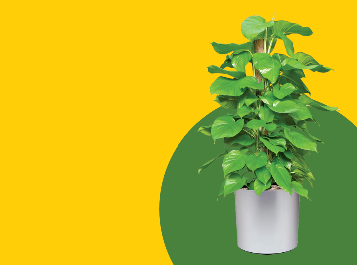 Lush Green Beauties for Your Home