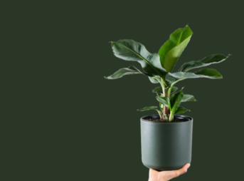 Perfect Plants for Every Space 