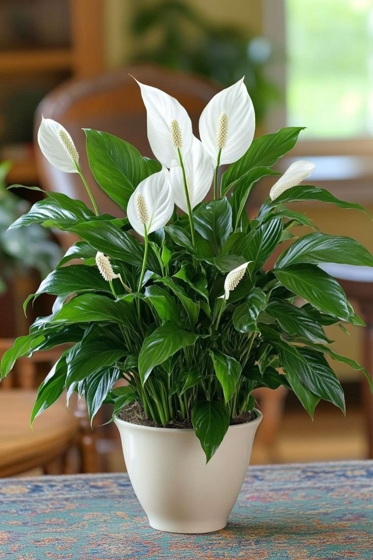 Peace lily