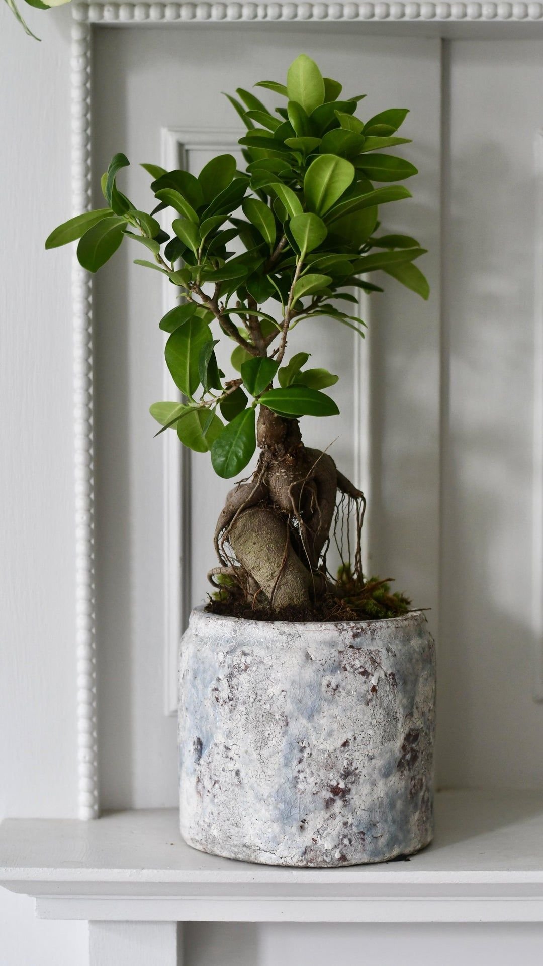 Ficus retusa (Bonsai)