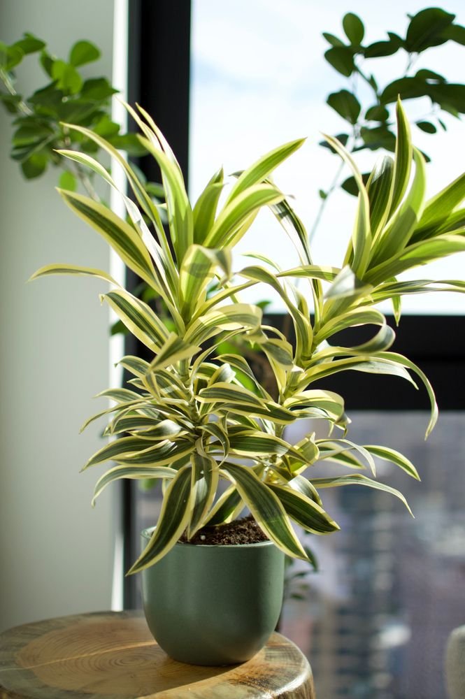 Dracaena