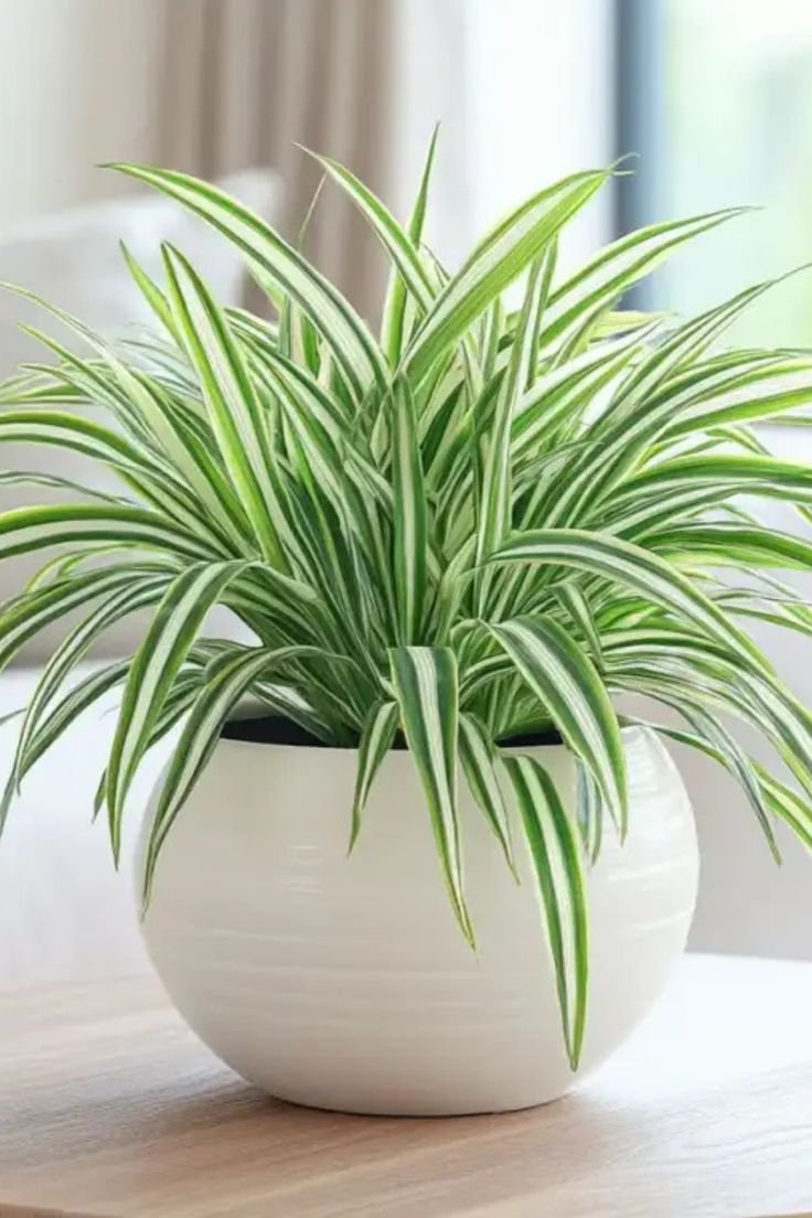 Chlorophytum (Spider plant)