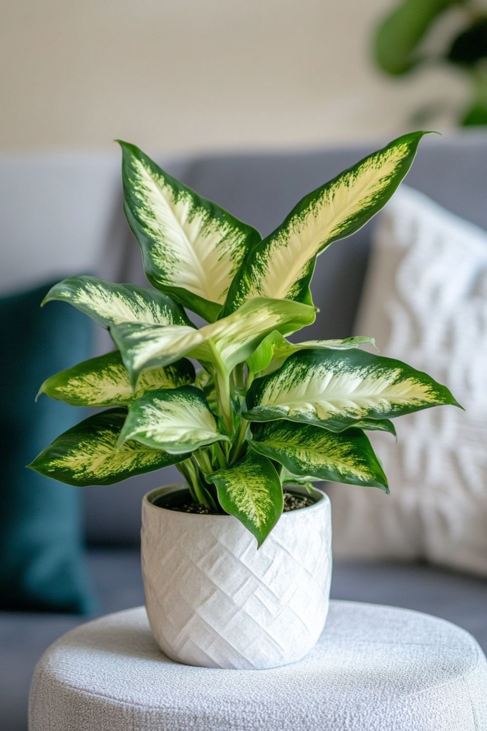 Dieffenbachia