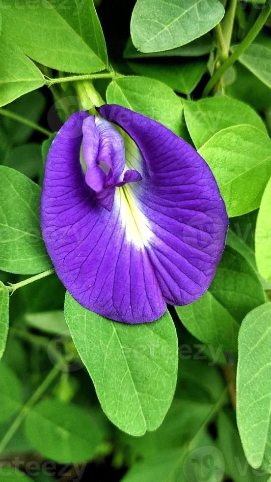 Aparajita (Clitoria ternatea)