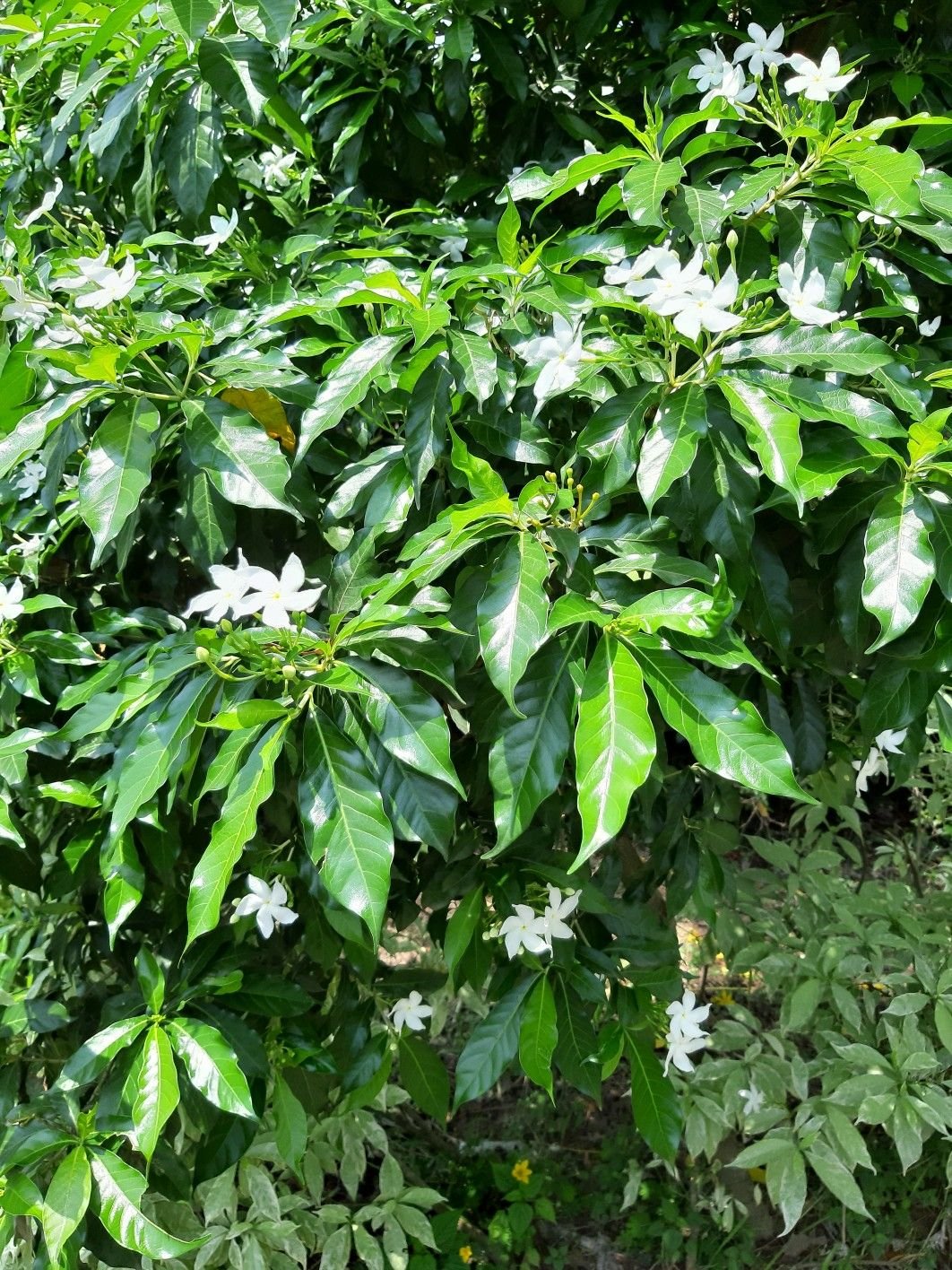 Chandni (Tabernaemontana divaricata)