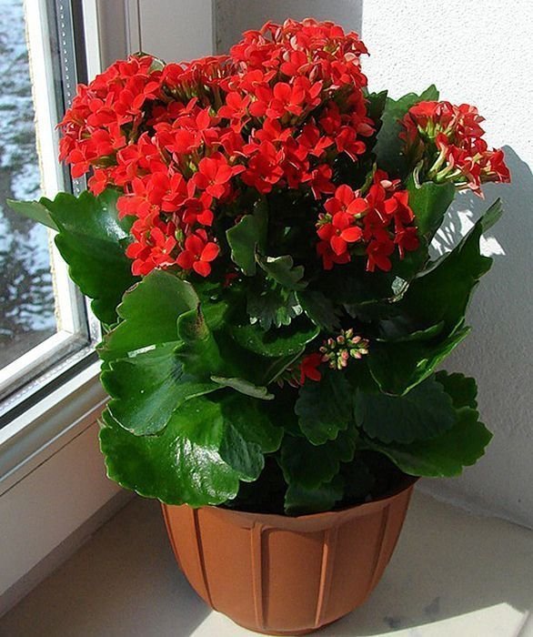 Kalanchoe