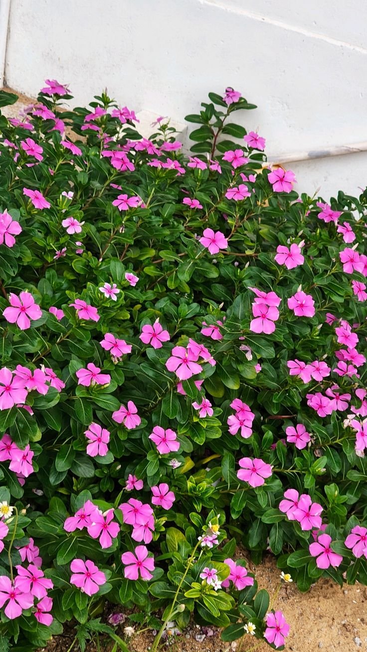 Sadabahar (Periwinkle)