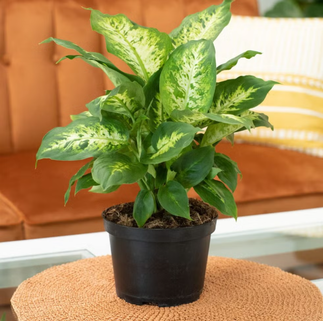 Best Indoor Plants